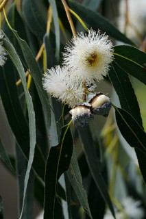 Tasmanian blue gum or common fever tree (Eucalyptus globulus), flowers and leaves, Algarve,
