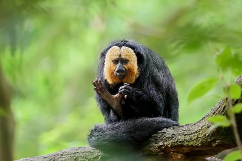 White-headed saki or pale-headed saki (Pithecia pithecia), male, captive, occurring in South