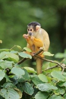 Black-capped squirrel monkey or black-capped squirrel monkey (Saimiri boliviensis), juvenile,