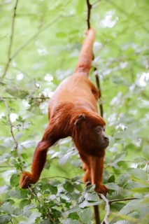 Venezuelan red howler (Alouatta seniculus) climbs in branches, captive, occurring in South America