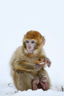 Barbary macaque or magot (Macaca sylvanus), young animal sitting in the snow and eating, winter,