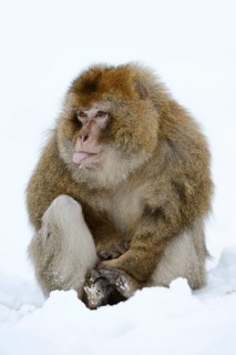 Barbary macaque or magot (Macaca sylvanus), male sitting in the snow and sticking out his tongue,