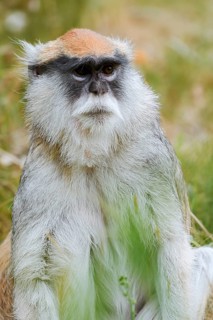 Western hussar monkey (Erythrocebus patas patas), captive, occurring in Africa