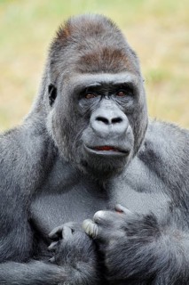 Western lowland gorilla (Gorilla gorilla gorilla), male, silverback, portrait, captive, native to
