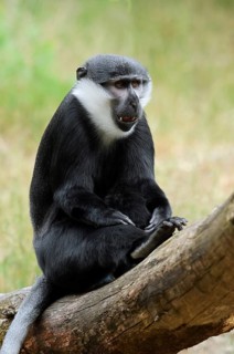 L'Hoest's monkey (Allochrocebus lhoesti, Cercopithecus lhoesti), captive, native to Africa