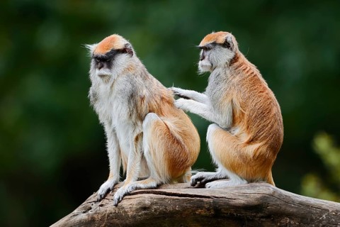 Western hussar monkey (Erythrocebus patas patas), male and female grooming each other, captive,