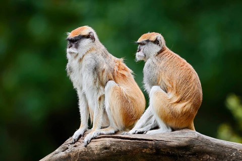 Western hussar monkey (Erythrocebus patas patas), male and female, captive, occurring in Africa