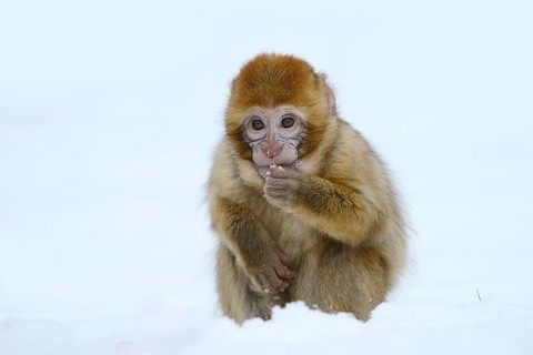 Barbary macaque or magot (Macaca sylvanus), young animal sitting in the snow and eating, winter,