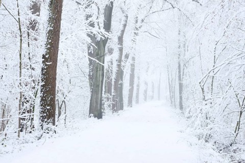 Snowy deciduous trees and forest trail in winter, North Rhine-Westphalia, Germany