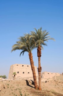 Real date palms (Phoenix dactylifera), Karnak Temple, Luxor, Egypt