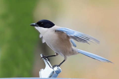 Blue magpie (Cyanopica cyanus), Algarve, Portugal