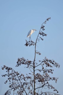 Great White Egret (Ardea alba) standing on a black alder (Alnus glutinosa) in winter, North