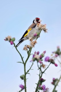 Goldfinch (Carduelis carduelis) sitting on thistle (Carduus acanthoides) in summer, North