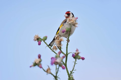 Goldfinch (Carduelis carduelis) sitting on thistle (Carduus acanthoides) in summer, North