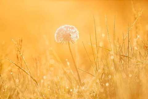 Common dandelion (Taraxacum officinale), fruit stand backlit at sunrise, North Rhine-Westphalia,
