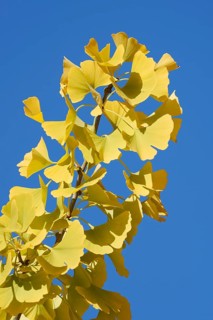 Ginkgo or ginkgo (ginkgo biloba), leaves on a branch in autumn, North Rhine-Westphalia, Germany
