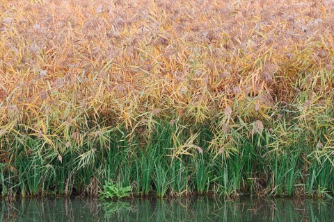 Reed (Phragmites australis, Phragmites communis) in autumn, North Rhine-Westphalia, Germany