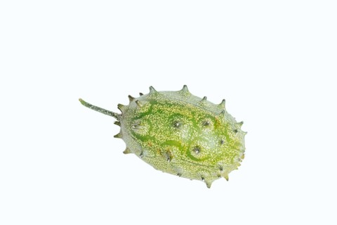 Horned cucumber, kiwano or horned melon (Cucumis metuliferus), fruit on a white background, native