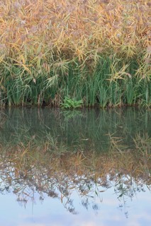 Reed (Phragmites australis, Phragmites communis) at a pond in autumn, North Rhine-Westphalia,