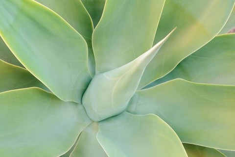 Canary Islands dragon tree agave or gooseneck agave (Agave attenuata), leaves, Fuerteventura,