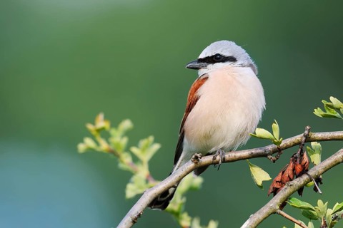 Red-backed shrike (Lanius collurio), male, North Rhine-Westphalia, Germany