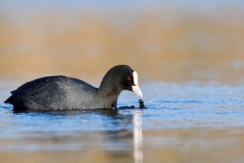 Eurasian Coot or coot rail (Fulica atra) eats water plants, North Rhine-Westphalia, Germany
