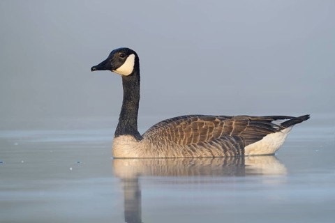 Canada goose (Branta canadensis), swimming, North Rhine-Westphalia, Germany