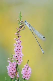 Emerald Damselfly (Lestes sponsa), male with dewdrops on flowering heather (Calluna vulgaris),
