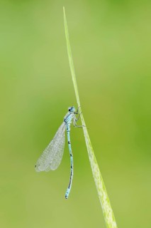 Horseshoe damselfly (Coenagrion puella), male with dewdrops, North Rhine-Westphalia, Germany