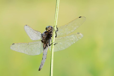Black-tailed Skimmer (Orthetrum cancellatum), male with dewdrops, North Rhine-Westphalia, Germany