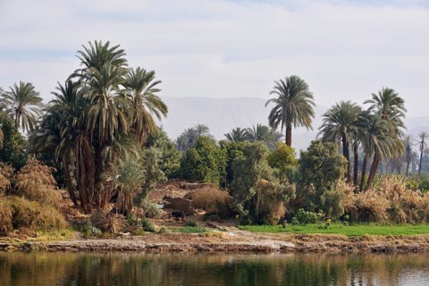 Riverside landscape on the Nile with date palms (Phoenix dactylifera), Nile Valley, Egypt