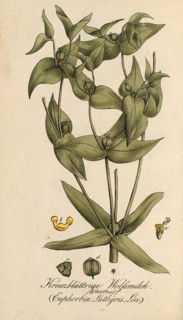 European poisonous plants, Caper spurge, Euphorbia lathyris, also known as spring spurge,