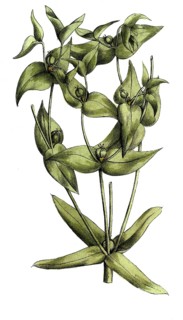 European poisonous plants, cruciferous milkweed, Euphorbia lathyris, also spring milkweed,