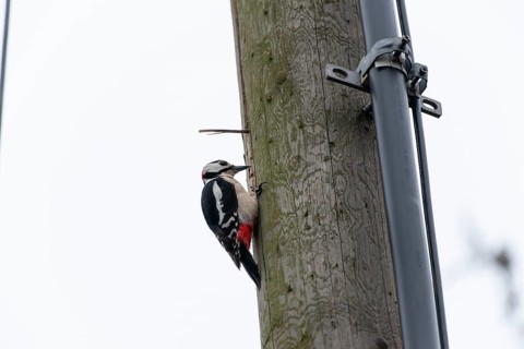 Great spotted woodpecker (Dendrocopos major) pecking on a utility pole in the city. Stuttgart,