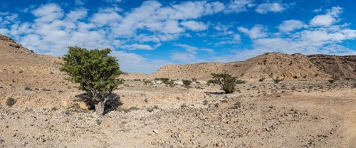 Frankincense trees (Burseraceae) in a barren landscape, Oman
