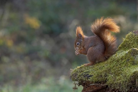 Red squirrel (Sciurus) on rootstock