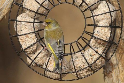 Greenfinch (Chloris chloris) at the winter feeding site, Allgäu, Bavaria, Germany, Allgäu, Bavaria,