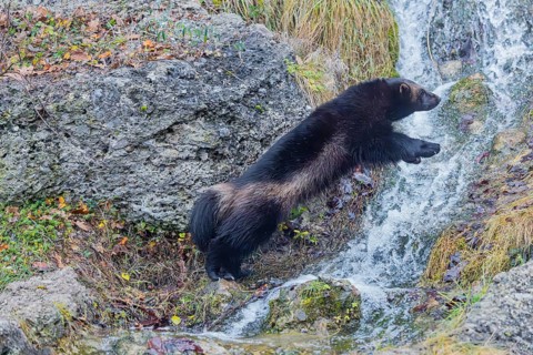 A wolverine (Gulo gulo) jumps over a small stream on a rocky slope covered with green vegetation.