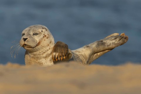 Common or Harbor or Harbour seal (Phoca vitulina) adult animal sleeping on a seaside beach,
