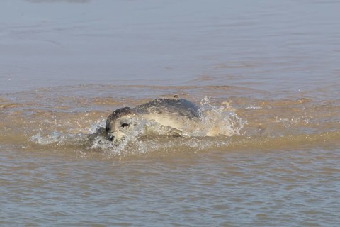 Common or Harbor or Harbour seal (Phoca vitulina) adult marine animal swimming in the shallow water