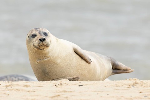 Common or Harbor or Harbour seal (Phoca vitulina) adult marine animal resting on sand on a beach,