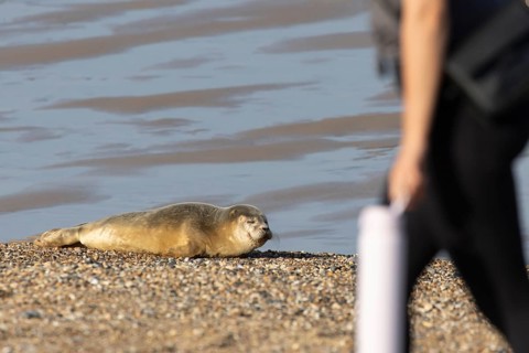 Common or Harbor or Harbour seal (Phoca vitulina) adult animal sleeping on a seaside beach with a