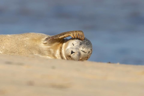 Common or Harbor or Harbour seal (Phoca vitulina) adult animal chilling out on sand on a beach,