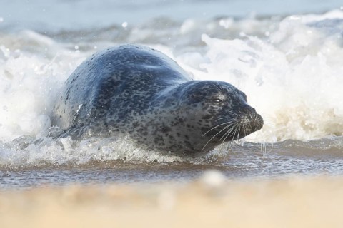 Atlantic grey seal (Halichoerus grypus) adult animal in the breaking waves of the sea on a