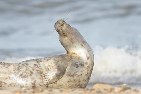 Atlantic grey seal (Halichoerus grypus) adult animal on a seaside beach, England, United Kingdom