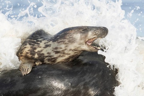 Atlantic grey seal (Halichoerus grypus) two adult animals in love playing in the breaking waves of