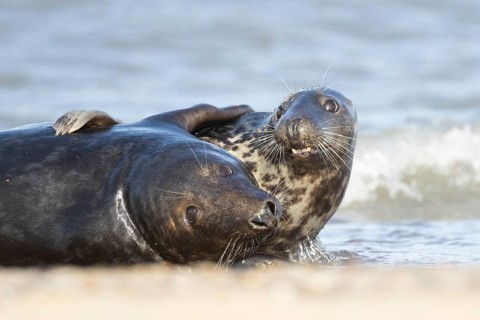 Atlantic grey seal (Halichoerus grypus) two adult animals in love hugging in the breaking waves of