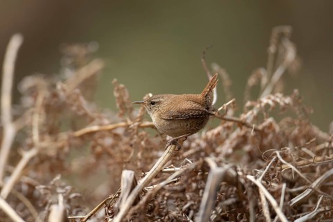 Eurasian wren (Troglodytes troglodytes) adult garden bird on a bracken stem, England, United