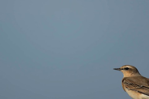 Northern wheatear (Oenanthe oenanthe) adult bird head portrait, RSPB Frampton marsh nature reserve,