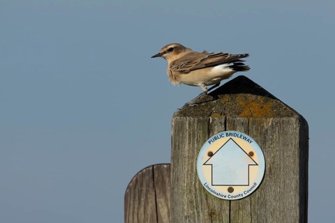 Northern wheatear (Oenanthe oenanthe) adult bird on a wooden post, RSPB Frampton marsh nature